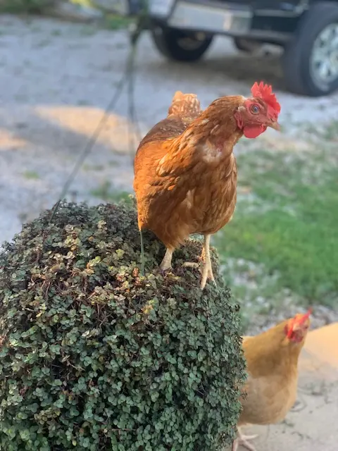 Cinnamon Queen Chicken - Chicks for Sale | Cackle Hatchery®