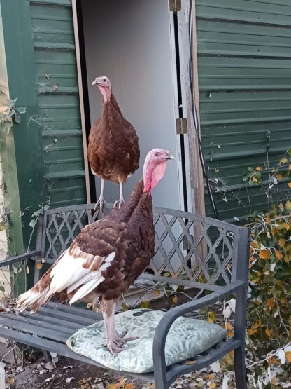 Bourbon Red Turkey