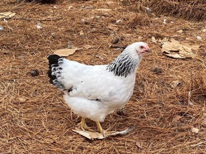 Columbian Rock Chicken