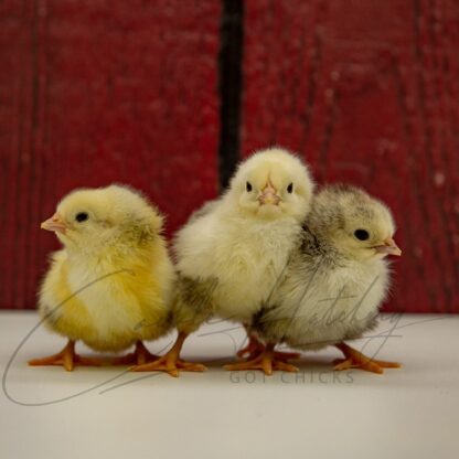 Columbian Rock Chicken - Image 3