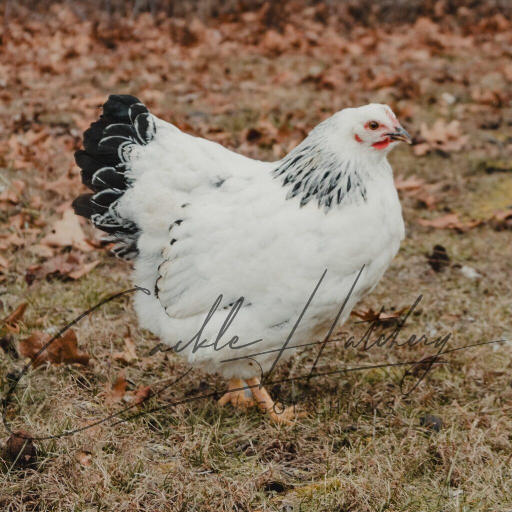 Columbian Rock - Chickens for Sale & Info | Cackle Hatchery®