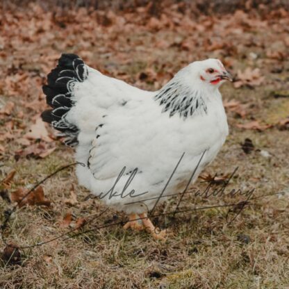Columbian Rock Chicken - Image 2