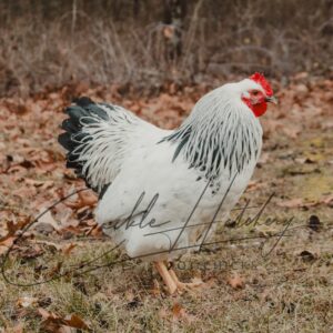 Columbian Rock Rooster