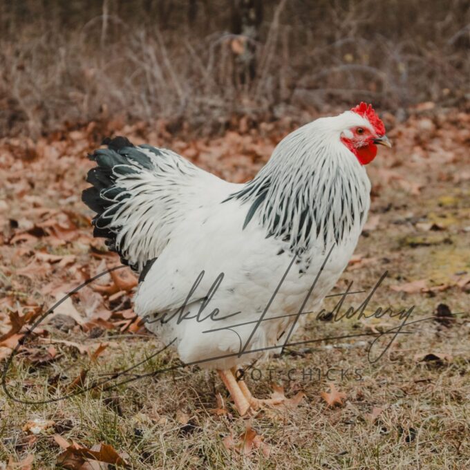 Columbian Rock Rooster
