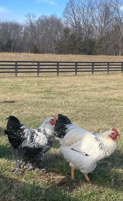 Silver Laced Cochin