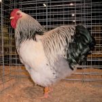 Columbian Wyandotte Rooster