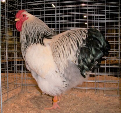 Columbian Wyandotte Rooster