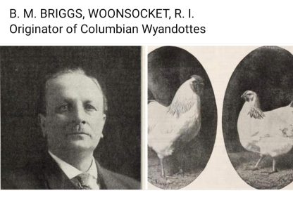 Columbian Wyandotte