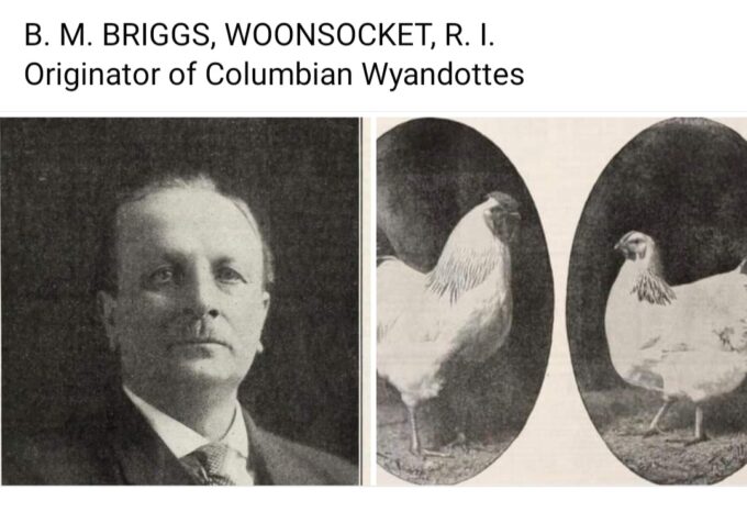 Columbian Wyandotte