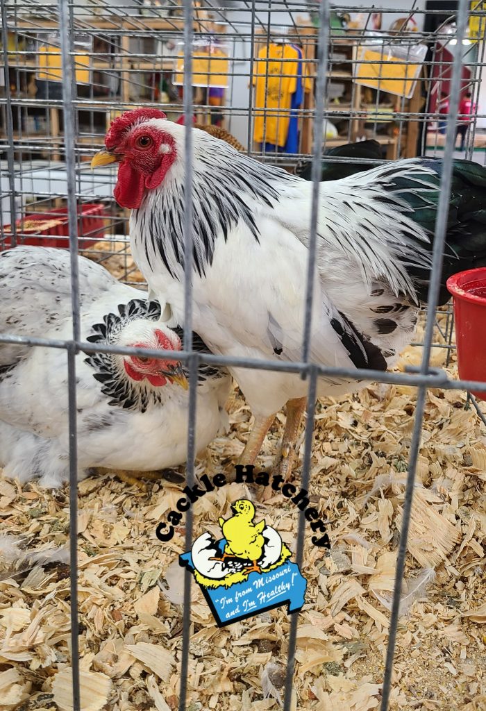 Columbian Wyandotte Bantams