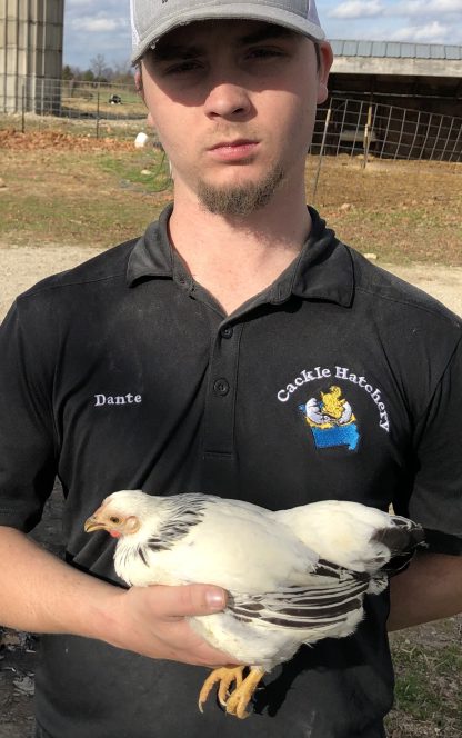 Columbian Wyandotte Bantam Chicken