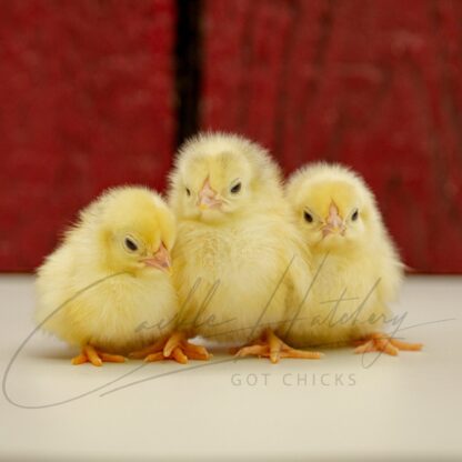 Columbian Wyandotte Bantam - Image 3