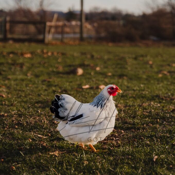 Columbian Wyandotte Bantam - Image 2