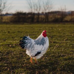Columbian Wyandotte Bantam