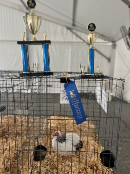 Columbian Wyandotte Bantam