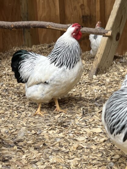 Columbian Wyandotte Bantam