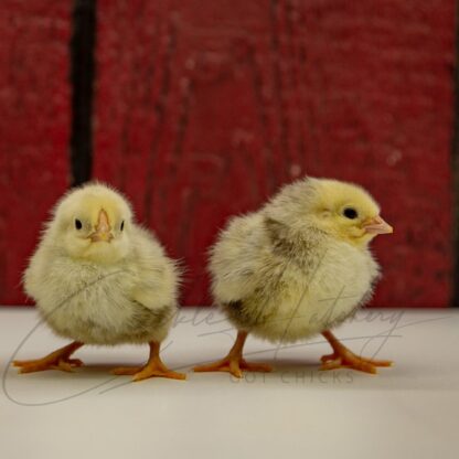 Columbian Wyandotte Chicken - Image 3