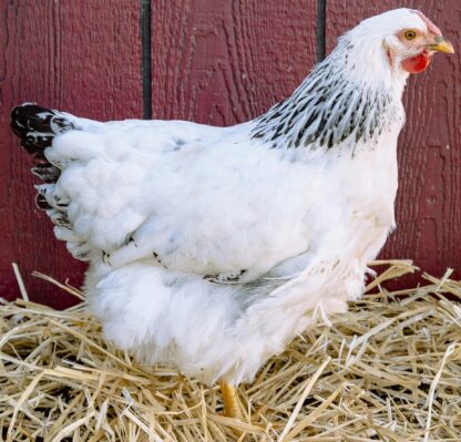 Columbian Wyandotte Hen