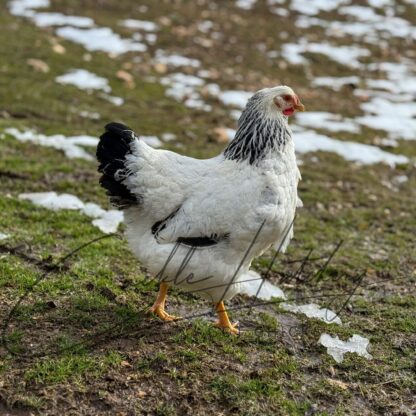 Columbian Wyandotte Chicken