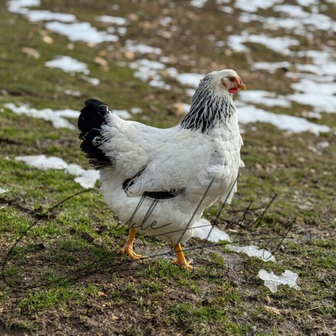 Columbian Wyandotte Chicken