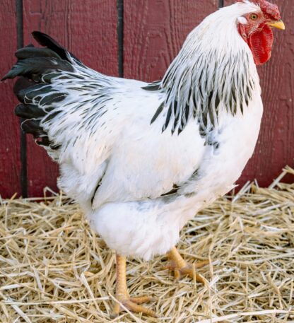 Columbian Wyandotte Rooster