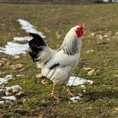 Columbian Wyandotte Chicken