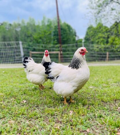 Columbian Wyandotte Chicken