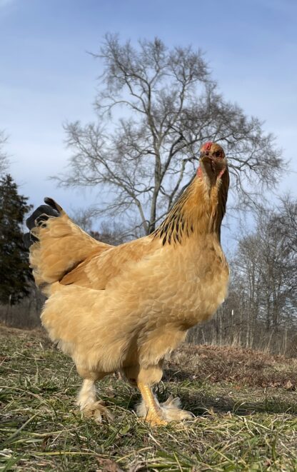 Buff Brahma Chicken