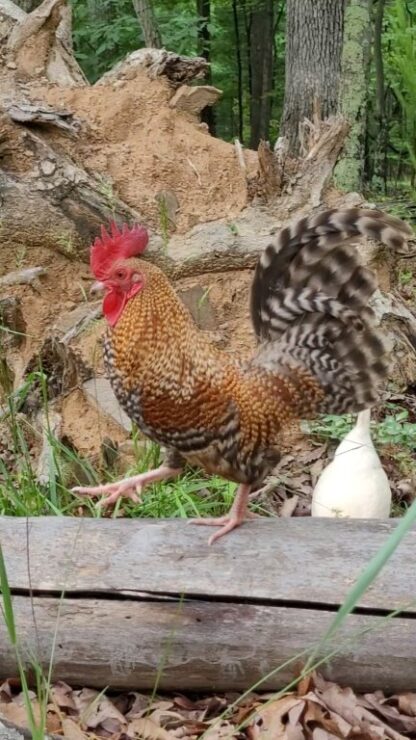 Crele Old English Game Bantam