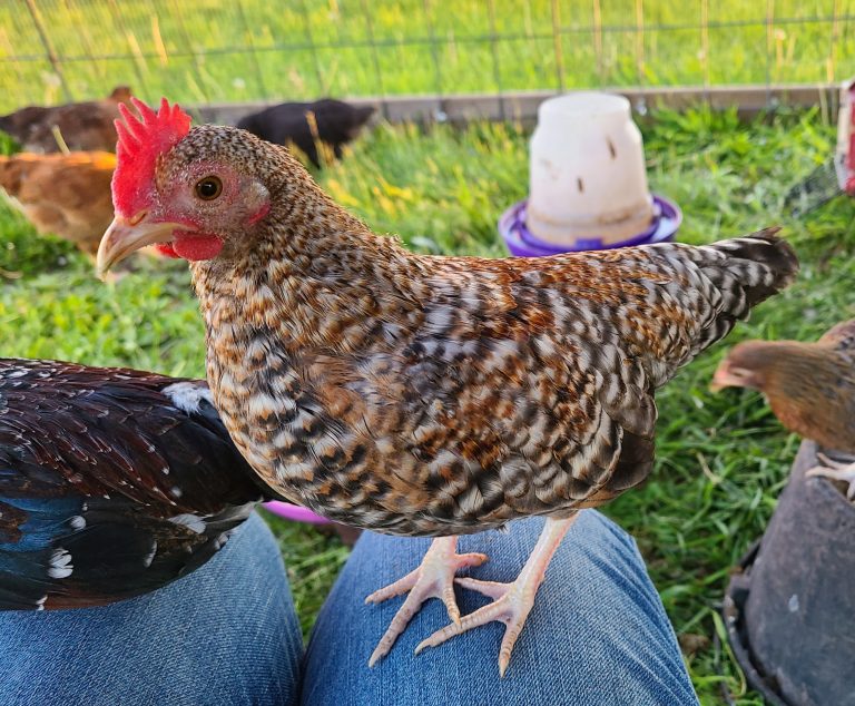 Crele old english bantam Credit: Jeni Sunder