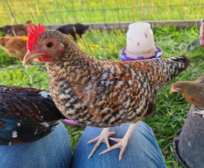 Crele old english bantam Credit: Jeni Sunder