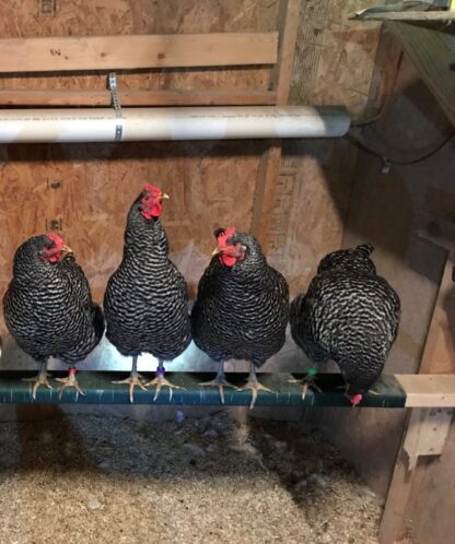Cuckoo Marans Chicken