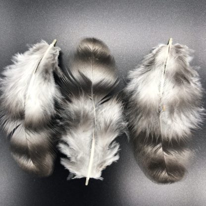 Cuckoo Marans feathers
