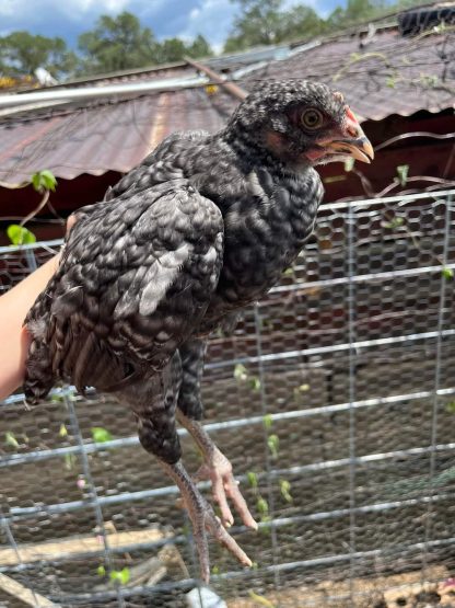 Cuckoo Marans