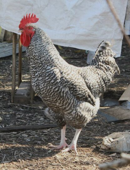 Cuckoo Marans