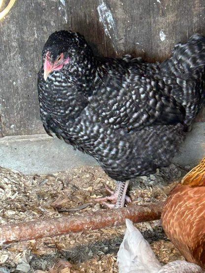 Cuckoo Marans