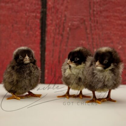 Cuckoo Marans Chicken - Image 3