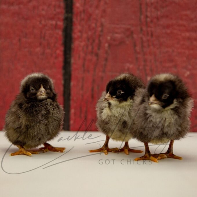 Cuckoo Marans Chicks