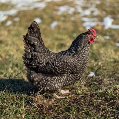 Cuckoo Marans Chicken