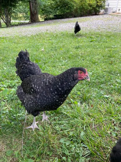 Cuckoo Marans