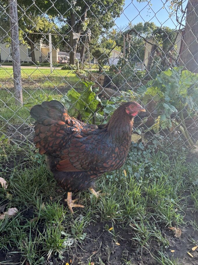 Black Laced Red Wyandotte Chicken - Image 33