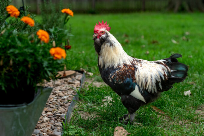 Salmon Faverolle Chicken - Image 46