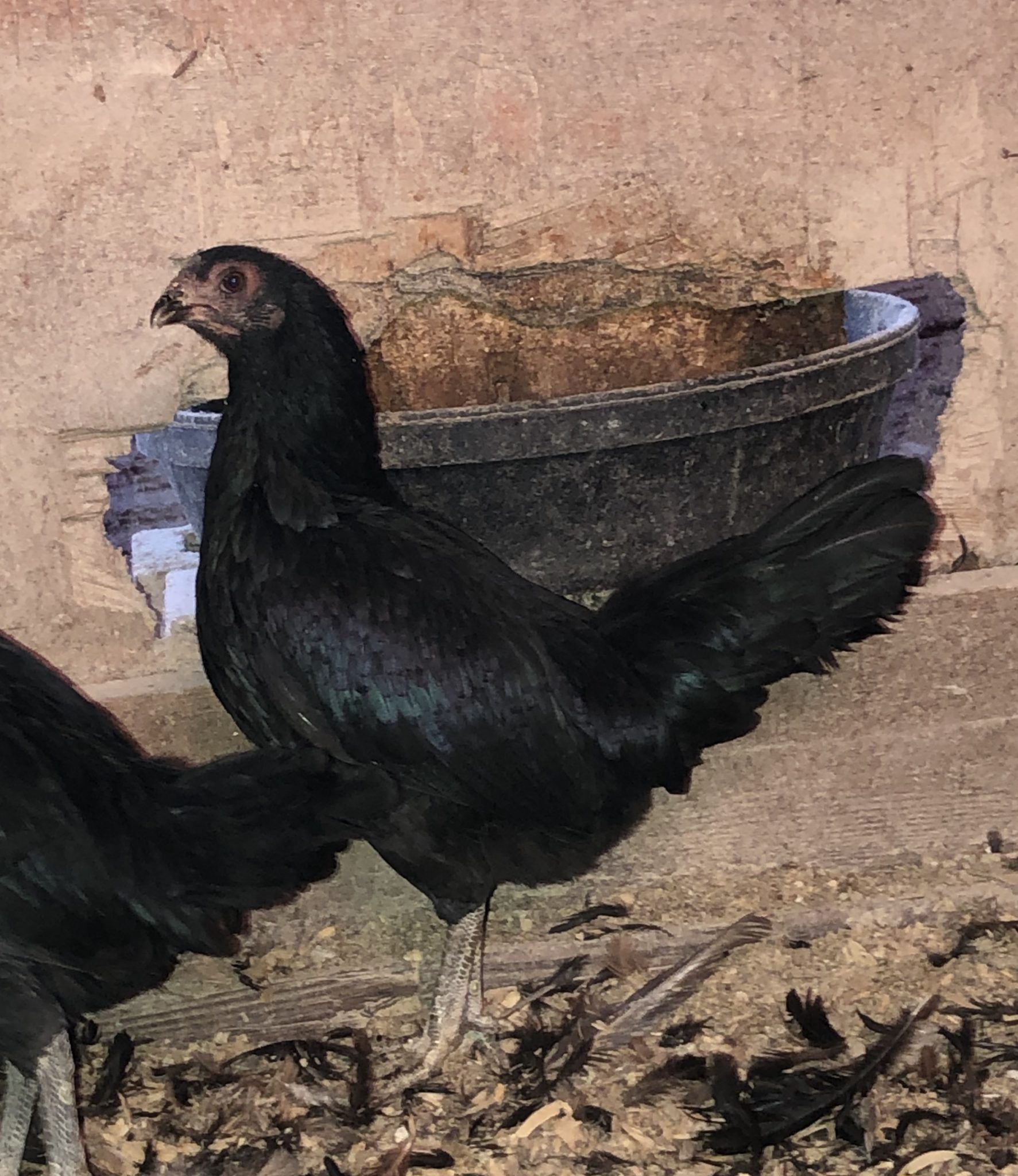 Dark Aseel (Asil) Chicken Chicks for Sale Cackle Hatchery®
