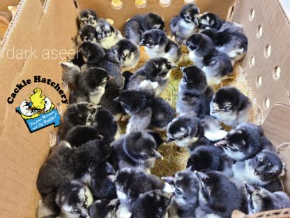 Dark Aseels Chicks