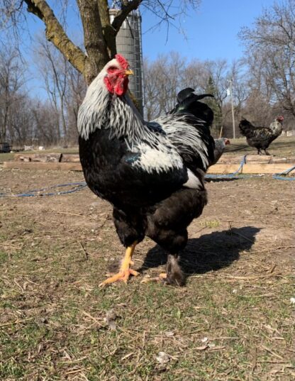Dark Brahma Chicken