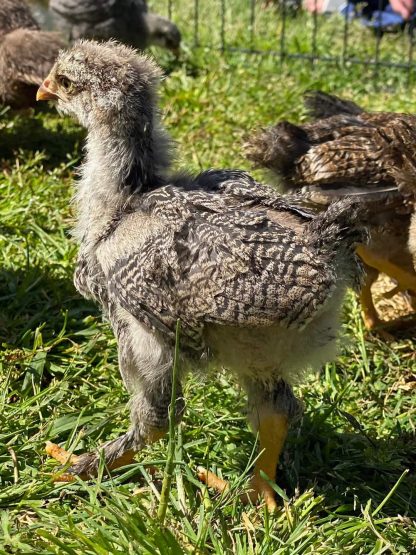 Dark Brahma Chicken