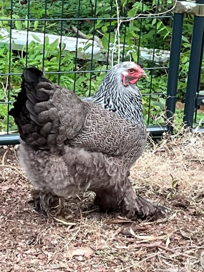 Dark Brahma Chicken