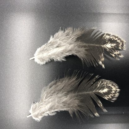 Dark Brahma Female feathers