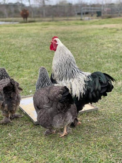 STAR GOATS FARM - Columbian Giant Brahma chicken Available for