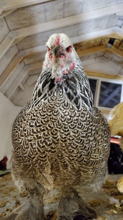 Dark Brahma Credit: Brooke Smith